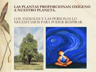 LAS PLANTAS PROPORCIONAN OXÍGENO A NUESTRO PLANETA.   LOS ANIMALES Y LAS PERSONAS LO NECESITAMOS PARA PODER RESPIRAR.  