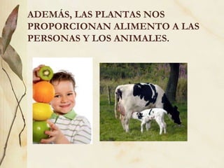ADEMÁS, LAS PLANTAS NOS PROPORCIONAN ALIMENTO A LAS PERSONAS Y LOS ANIMALES.  