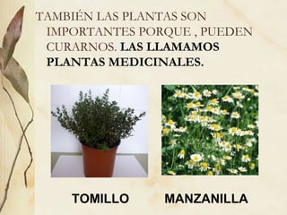 TAMBI É N LAS PLANTAS SON IMPORTANTES PORQUE , PUEDEN CURARNOS.  LAS LLAMAMOS PLANTAS MEDICINALES.  TOMILLO MANZANILLA 