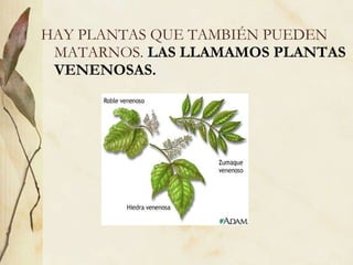 HAY PLANTAS QUE TAMBIÉN PUEDEN MATARNOS.  LAS LLAMAMOS PLANTAS VENENOSAS. 
