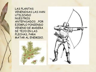 LAS PLANTAS VENENOSAS LAS HAN UTILIZADO NUESTROS ANTEPASADOS …POR EJEMPLO PONIENDO VENENO DE MADERA DE TEJO EN LAS FLECHAS, PARA MATAR AL ENEMIGO. 