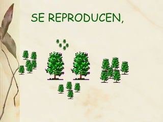 SE REPRODUCEN, 