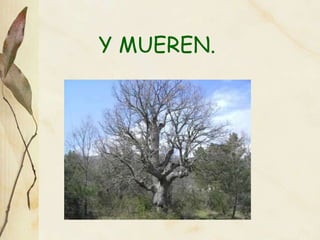 Y MUEREN. 