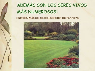 ADEMÁS SON LOS SERES VIVOS MÁS NUMEROSOS : EXISTEN MÁS DE 300.000 ESPECIES DE PLANTAS. 