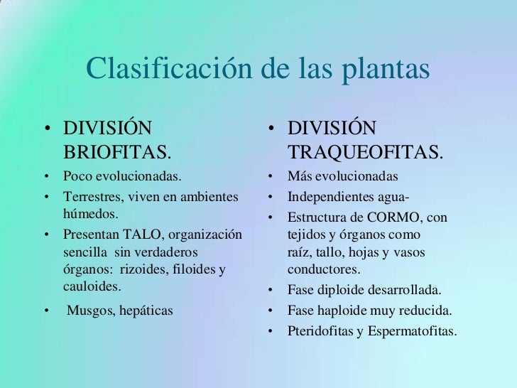Las plantas Las plantas