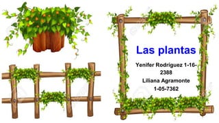 Las Plantas
Las plantas
Yenifer Rodríguez 1-16-
2388
Liliana Agramonte
1-05-7362
 