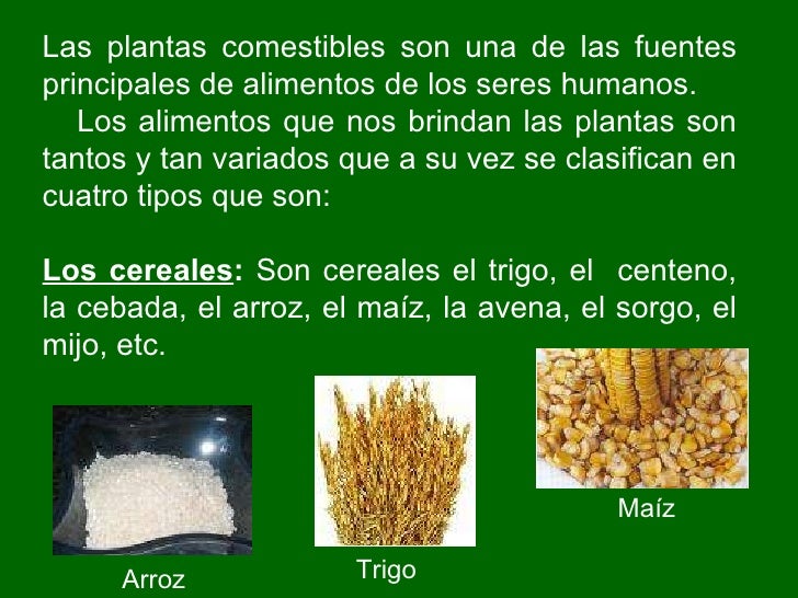 Las plantas comestibles son una de las fuentes principales de alimentos de los seres humanos. Los alimentos que nos brinda...