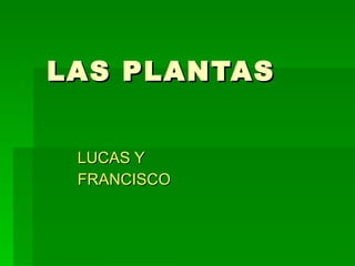 LAS PLANTAS LUCAS Y FRANCISCO 