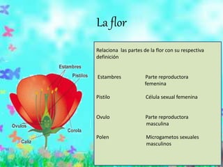 Relaciona las partes de la flor con su respectiva
definición
Estambres Parte reproductora
femenina
Pistilo Célula sexual femenina
Ovulo Parte reproductora
masculina
Polen Microgametos sexuales
masculinos
La flor
 