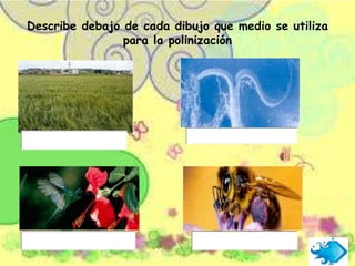 Describe debajo de cada dibujo que medio se utiliza
para la polinización
 