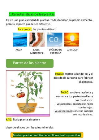 1.Características de las plantas
Existe una gran variedad de plantas. Todas fabrican su propio alimento,
pero su aspecto puede ser diferente.
Para crecer, las plantas utilizan:
AGUA SALES DIÓXIDO DE LUZ SOLAR
MINERALES CARBONO
RAÍZ: fija la planta al suelo y
HOJAS: captan la luz del sol y el
dióxido de carbono para fabricar
el alimento.
TALLO: sostiene la planta y
comunica sus partes mediante
dos conductos:
- vasos leñosos: conectan las raíces
con las hojas.
- vasos liberianos: conectan las hojas
con toda la planta.
absorbe el agua con las sales minerales.
Partes de las plantas
Muchas plantas también tienen flores, frutos y semillas.
 