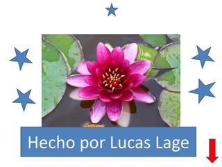 Las plantas acuáticas
Hecho por Lucas Lage
 