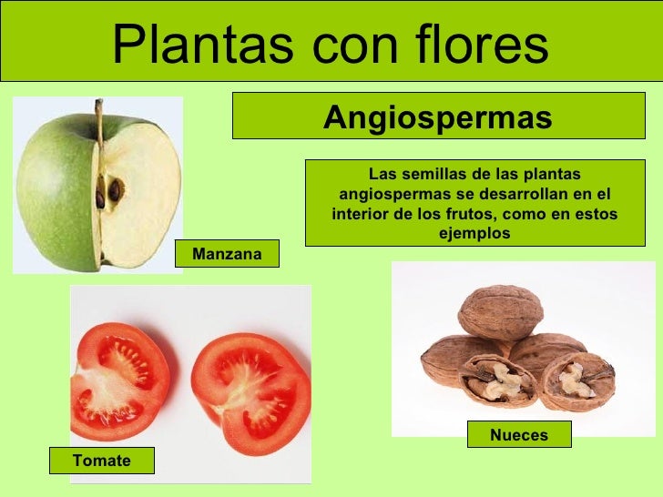 plantas con flores angiospermas las semillas de las plantas plantas con flores angiospermas las semillas de las plantas