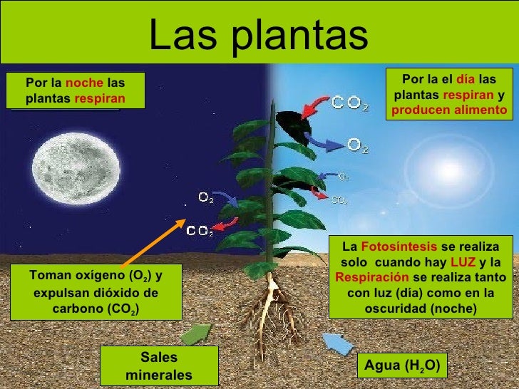 biologia verde COMO RESPIRAN LAS PLANTAS POR LA NOCHE Y