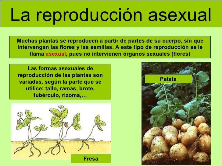 la reproducción asexual las formas asexuales de reproducción de las la reproducción asexual las formas asexuales de reproducción de las