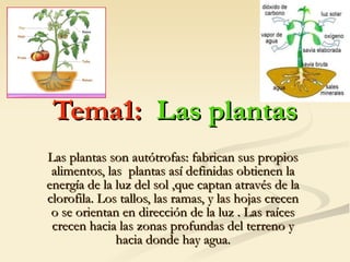 Tema1:   Las plantas Las plantas son autótrofas: fabrican sus propios alimentos, las  plantas así definidas obtienen la energía de la luz del sol ,que captan através de la clorofila. Los tallos, las ramas, y las hojas crecen o se orientan en dirección de la luz . Las raíces crecen hacia las zonas profundas del terreno y hacia donde hay agua. 