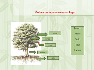 Tronco Hojas Fruto Raíz  Ramas hojas ramas tronco raíz fruto Coloca cada palabra en su lugar 