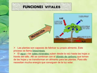 NUTRICIÓN Las plantas son capaces de fabricar su propio alimento. Este proceso se llama  fotosíntesis . El  agua  y las  sales minerales  suben desde la raíz hasta las hojas a través del tallo. Allí se combinan con el  dióxido de carbono  que toman de las hojas y se transforman en alimento para las plantas. Para ello necesitan mucha energía que consiguen de la luz solar. FUNCIONES  VITALES 