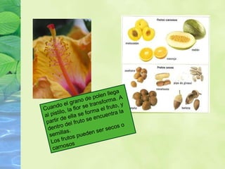Cuando el grano de polen llega al pistilo, la flor se transforma. A partir de ella se forma el fruto, y dentro del fruto se encuentra la semillas. Los frutos pueden ser secos o carnosos 