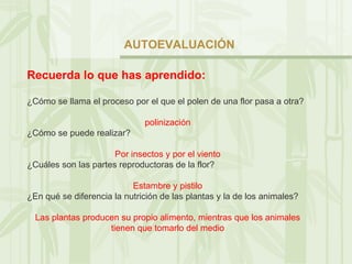 AUTOEVALUACIÓN Recuerda lo que has aprendido: ¿Cómo se llama el proceso por el que el polen de una flor pasa a otra? polinización ¿Cómo se puede realizar? Por insectos y por el viento ¿Cuáles son las partes reproductoras de la flor? Estambre y pistilo ¿En qué se diferencia la nutrición de las plantas y la de los animales? Las plantas producen su propio alimento, mientras que los animales tienen que tomarlo del medio 