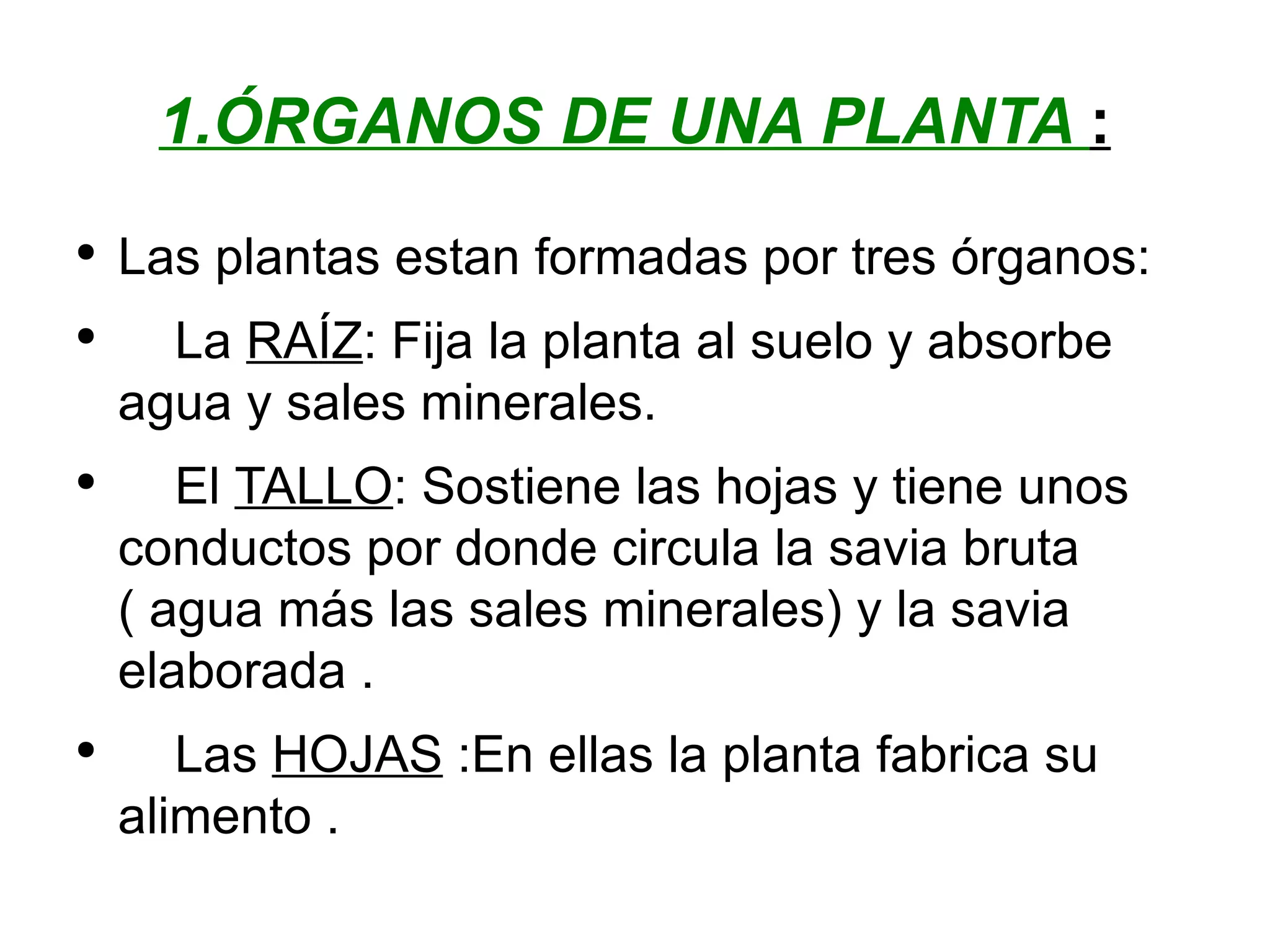 1.ÓRGANOS DE UNA PLANTA : Las plantas estan formadas por tres órganos: La RAÍZ : Fija la planta al suelo y absorbe agua y sales minerales. El TALLO : Sostiene las hojas y tiene unos conductos por donde circula la savia bruta ( agua más las sales minerales) y la savia elaborada . Las HOJAS :En ellas la planta fabrica su alimento .