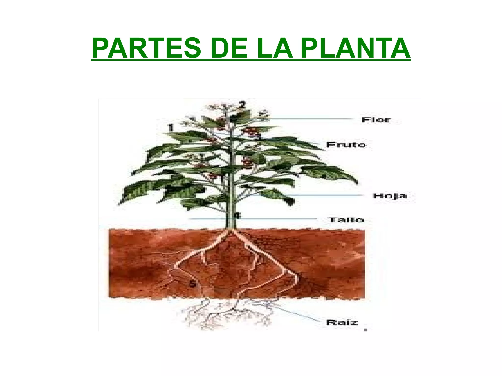 PARTES DE LA PLANTA