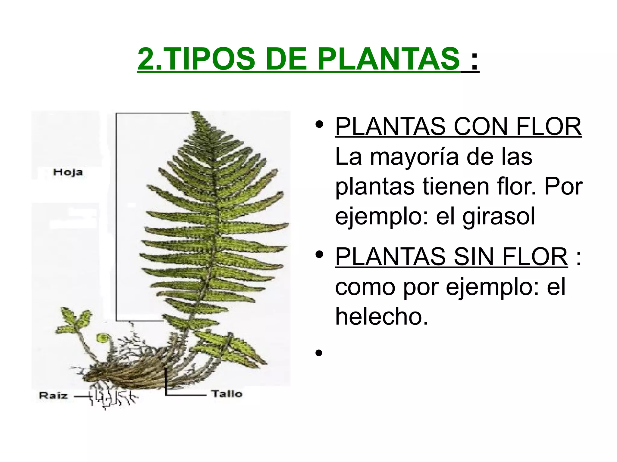 2.TIPOS DE PLANTAS : PLANTAS CON FLOR La mayoría de las plantas tienen flor. Por ejemplo: el girasol PLANTAS SIN FLOR : como por ejemplo: el helecho.