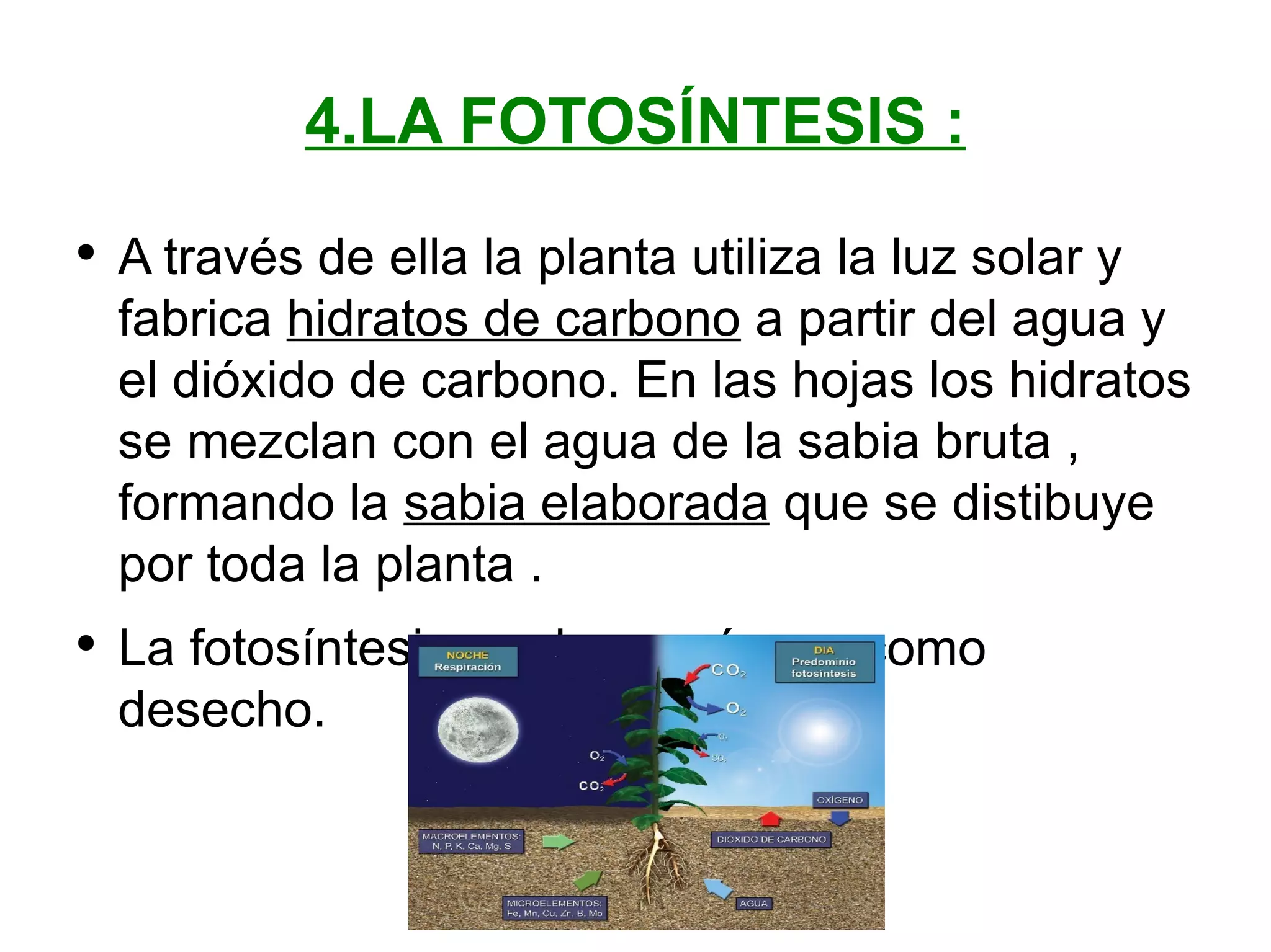 4.LA FOTOSÍNTESIS : A través de ella la planta utiliza la luz solar y fabrica hidratos de carbono a partir del agua y el dióxido de carbono. En las hojas los hidratos se mezclan con el agua de la sabia bruta , formando la sabia elaborada que se distibuye por toda la planta . La fotosíntesis produce oxígeno como desecho.