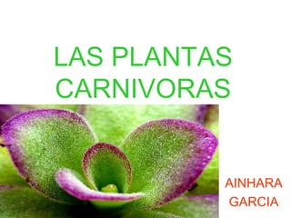 LAS PLANTAS
CARNIVORAS
AINHARA
GARCIA
 