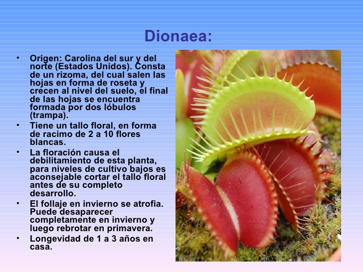 Las Plantas CarníVoras Las Plantas CarníVoras
