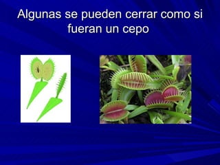 Algunas se pueden cerrar como si fueran un cepo  