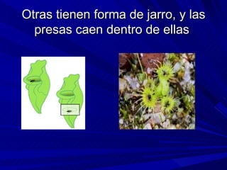 Otras tienen forma de jarro, y las presas caen dentro de ellas  