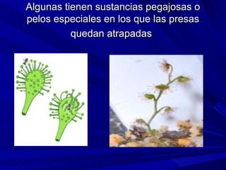 Algunas tienen sustancias pegajosas o pelos especiales en los que las presas quedan atrapadas   