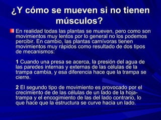 ¿Y cómo se mueven si no tienen músculos?   En realidad todas las plantas se mueven, pero como son movimientos muy lentos por lo general no los podemos percibir. En cambio, las plantas carnívoras tienen movimientos muy rápidos como resultado de dos tipos de mecanismos:  1  Cuando una presa se acerca, la presión del agua de las paredes internas y externas de las células de la trampa cambia, y esa diferencia hace que la trampa se cierre.  2  El segundo tipo de movimiento es provocado por el crecimiento de de las células de un lado de la hoja-trampa y el encogimiento de las del lado contrario, lo que hace que la estructura se curve hacia un lado.   
