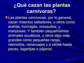 ¿Qué cazan las plantas carnívoras?  Las plantas carnívoras, por lo general, cazan insectos saltadores, u otros como arañas, hormigas, mosquitos, y mariposas. Y también pequeñísimos animales acuáticos, u otros algo más grandes como pequeñas ranas, ratoncitos, renacuajos y a veces hasta peces, lagartijas o pájaros. 