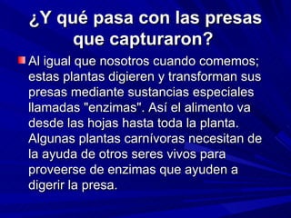 ¿Y qué pasa con las presas que capturaron?  Al igual que nosotros cuando comemos; estas plantas digieren y transforman sus presas mediante sustancias especiales llamadas "enzimas". Así el alimento va desde las hojas hasta toda la planta. Algunas plantas carnívoras necesitan de la ayuda de otros seres vivos para proveerse de enzimas que ayuden a digerir la presa.  