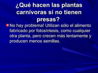 ¿Qué hacen las plantas carnívoras si no tienen presas?  No hay problema! Utilizan sólo el alimento fabricado por fotosíntesis, como cualquier otra planta, pero crecen más lentamente y producen menos semillas.  