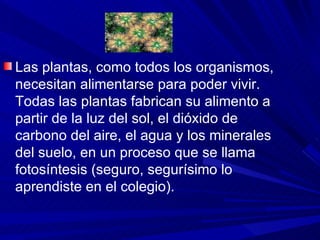 Las plantas, como todos los organismos, necesitan alimentarse para poder vivir. Todas las plantas fabrican su alimento a partir de la luz del sol, el dióxido de carbono del aire, el agua y los minerales del suelo, en un proceso que se llama fotosíntesis (seguro, segurísimo lo aprendiste en el colegio).  