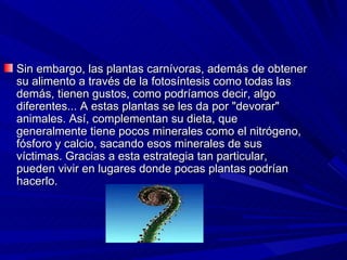 Sin embargo, las plantas carnívoras, además de obtener su alimento a través de la fotosíntesis como todas las demás, tienen gustos, como podríamos decir, algo diferentes... A estas plantas se les da por "devorar" animales. Así, complementan su dieta, que generalmente tiene pocos minerales como el nitrógeno, fósforo y calcio, sacando esos minerales de sus víctimas. Gracias a esta estrategia tan particular, pueden vivir en lugares donde pocas plantas podrían hacerlo.  