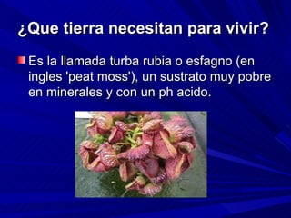 ¿Que tierra necesitan para vivir?   Es la llamada turba rubia o esfagno (en ingles 'peat moss'), un sustrato muy pobre en minerales y con un ph acido.  
