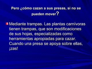 Pero ¿cómo cazan a sus presas, si no se pueden mover ?  Mediante trampas. Las plantas carnívoras tienen trampas, que son modificaciones de sus hojas, especializadas como herramientas apropiadas para cazar. Cuando una presa se apoya sobre ellas, ¡zas!  
