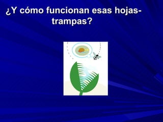 ¿Y cómo funcionan esas hojas- trampas?   