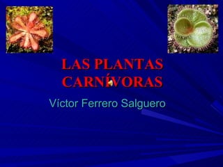 LAS PLANTAS CARNÍVORAS Víctor Ferrero Salguero 