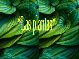 *Las plantas* 