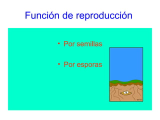 Función de reproducción  Por semillas Por esporas 