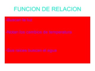 FUNCION DE RELACION -Buscan la luz -Notan los cambios de temperatura -Sus raices buscan el agua 