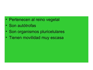 Pertenecen al reino vegetal  Son autótrofas Son organismos pluricelulares Tienen movilidad muy escasa  