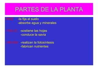PARTES DE LA PLANTA RAIZ   -la fija al suelo -absorbe agua y minerales -TALLO  -sostiene las hojas -conduce la savia -HOJAS   -realizan la fotosíntesis -fabrican nutrientes 
