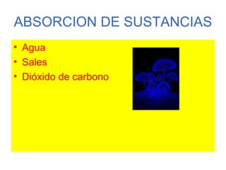ABSORCION DE SUSTANCIAS Agua Sales Dióxido de carbono  