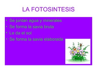 LA FOTOSINTESIS Se juntan agua y minerales Se forma la savia bruta Le da el sol Se forma la savia elaborada 